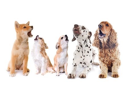 shiba inu - dogs howling in front of white background Stockbilder - Microstock & Abonnement, Bildnummer: 400-09140425