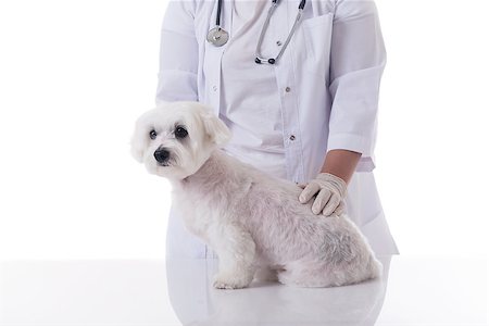 veterinarian examining a cute maltese dog on the  table, isolated over white background Stockbilder - Microstock & Abonnement, Bildnummer: 400-09140420