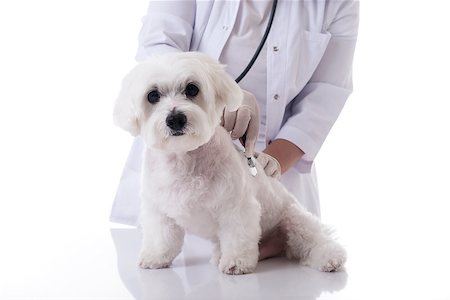 Veterinarian examining a cute maltese dog with a stethoscope on the table,isolated over white background Stockbilder - Microstock & Abonnement, Bildnummer: 400-09140421