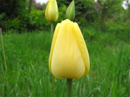 simsearch:400-08555878,k - one yellow tulip on a green background. close up Foto de stock - Royalty-Free Super Valor e Assinatura, Número: 400-09140461