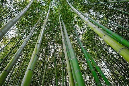 simsearch:855-03253060,k - Arashiyama bamboo forest in Sagano, Kyoto, Japan Photographie de stock - Aubaine LD & Abonnement, Code: 400-09140473