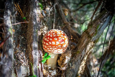 simsearch:400-04227194,k - Amanita muscaria. fly agaric toadstool mushroom. Close-up view Photographie de stock - Aubaine LD & Abonnement, Code: 400-09140676