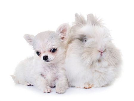 simsearch:400-09140902,k - dwarf rabbit and puppy chihuahua in studio Photographie de stock - Aubaine LD & Abonnement, Code: 400-09140691