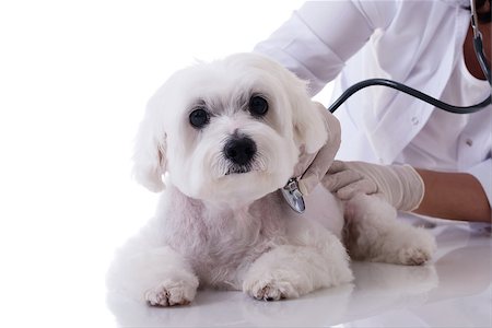 Veterinarian examining a cute maltese dog with a stethoscope on the table close up,isolated over white background Stockbilder - Microstock & Abonnement, Bildnummer: 400-09140710