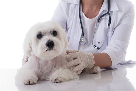 veterinarian examining a cute maltese dog on the table, isolated over white background Stockbilder - Microstock & Abonnement, Bildnummer: 400-09140711