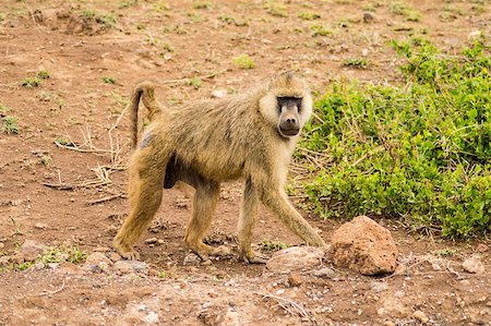 simsearch:400-08011937,k - Four-legged baboon in savannah at Amboseli Park in northwestern Kenya Stock Photo - Budget Royalty-Free & Subscription, Code: 400-09140824