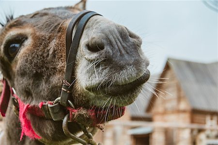 Closeup a donkey stand alone in farm.Toned soft focus Stock Photo - Budget Royalty-Free & Subscription, Code: 400-09140916