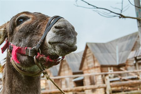 Donkey Farm Animal brown color close up. The donkey or ass looking to camera. Toned soft focus Stock Photo - Budget Royalty-Free & Subscription, Code: 400-09140918