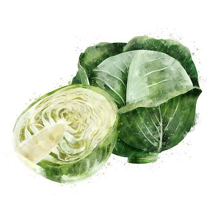 pic of cabbage for drawing - Cabbage, isolated illustration on a white background Stock Photo - Budget Royalty-Free & Subscription, Code: 400-09140948