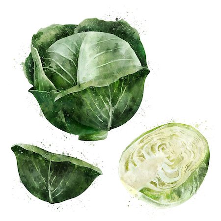 pic of cabbage for drawing - Cabbage, isolated illustration on a white background Stock Photo - Budget Royalty-Free & Subscription, Code: 400-09140949