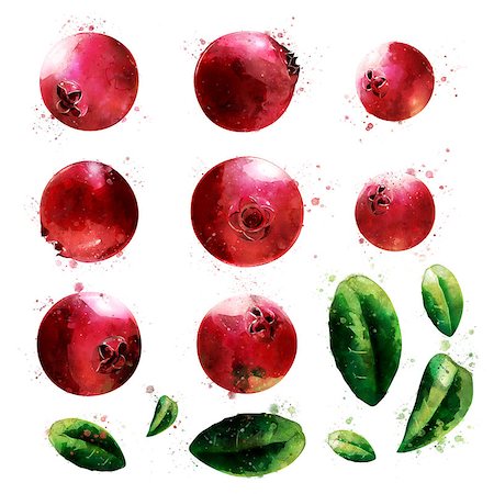 painting color for restaurant - Cranberry, isolated hand-painted illustration on a white background Photographie de stock - Aubaine LD & Abonnement, Code: 400-09140963