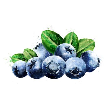 Blueberries, isolated hand-painted illustration on a white background Foto de stock - Royalty-Free Super Valor e Assinatura, Número: 400-09140971