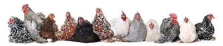 pekin chicken in front of white background Stock Photo - Budget Royalty-Free & Subscription, Code: 400-09141015