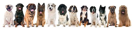 group of large dogs in front of white background Stock Photo - Budget Royalty-Free & Subscription, Code: 400-09141010
