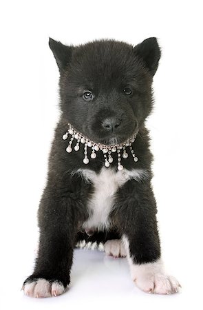 dogs with jewelry - puppy american akita in front of white background Stock Photo - Budget Royalty-Free & Subscription, Code: 400-09141298