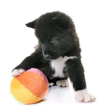 puppy american akita in front of white background Stockbilder - Microstock & Abonnement, Bildnummer: 400-09141299