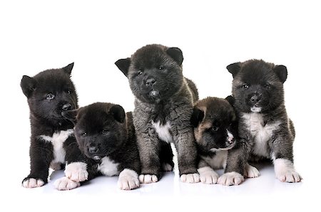 puppies american akita in front of white background Photographie de stock - Aubaine LD & Abonnement, Code: 400-09141300