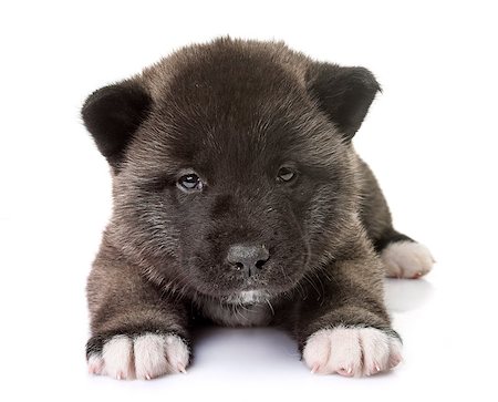 puppy american akita in front of white background Foto de stock - Super Valor sin royalties y Suscripción, Código: 400-09141301