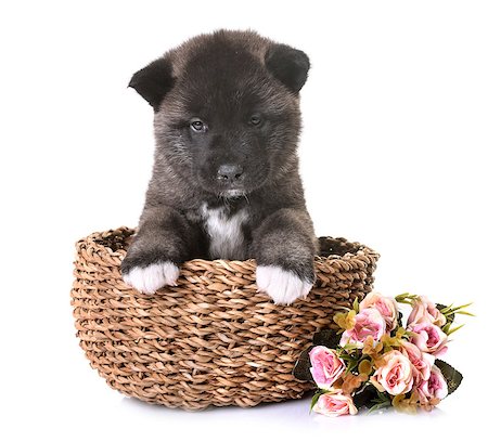 puppy american akita in front of white background Photographie de stock - Aubaine LD & Abonnement, Code: 400-09141302