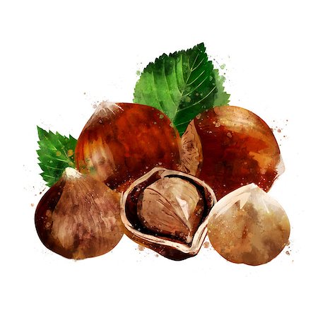 Hazelnut,, isolated illustration on a white background Foto de stock - Royalty-Free Super Valor e Assinatura, Número: 400-09142271