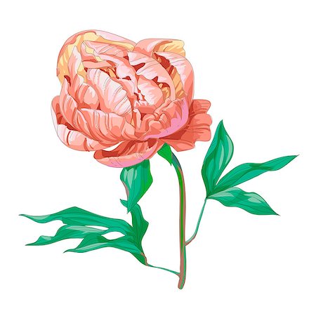 peony art - Beautiful pink zinnia flower isolated on white background. Botanical vector. Stock Photo - Budget Royalty-Free & Subscription, Code: 400-09142314