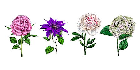 peony art - Set of colorful blooming flowers and leaves isolated on white background. Rose, peony, clementis, phlox and eustoma. Botanical vector. Floral elemets for your design Stock Photo - Budget Royalty-Free & Subscription, Code: 400-09142315