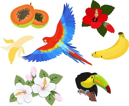 Summer set - flowers, tropical birds, fruits. Perfect for web, card, poster, cover, tag, invitation, sticker kit. Vector illustration Stock Photo - Budget Royalty-Free & Subscription, Code: 400-09142434