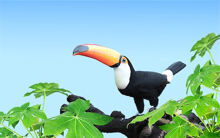 simsearch:400-04524943,k - Horizontal banner with beautiful colorful toucan bird (Ramphastidae) on a branch On background of blue color. Mock up template. Copy space for text Photographie de stock - Aubaine LD & Abonnement, Code: 400-09154265