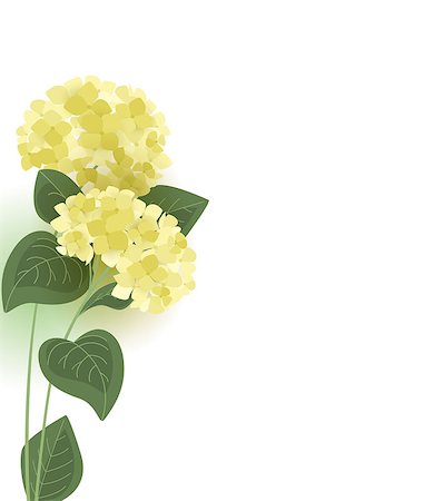 simsearch:400-09170984,k - Vector illustration of hydrangea flower. Background with floral decorations Stockbilder - Microstock & Abonnement, Bildnummer: 400-09154525