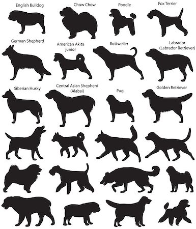 simsearch:400-04792278,k - Collection of silhouettes of different breeds of dogs: fox terrier, siberian husky, chow chow, poodle, german shepherd, rottweiler, pug, english bulldog, labrador (labrador retriever), golden retriever, central asian shepherd (alabai), american akita junior Fotografie stock - Microstock e Abbonamento, Codice: 400-09158555