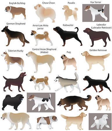 simsearch:400-08976828,k - Collection of different breeds of dogs: fox terrier, siberian husky, chow chow, poodle, german shepherd, rottweiler, pug, english bulldog, labrador (labrador retriever), golden retriever, central asian shepherd (alabai), american akita junior Stock Photo - Budget Royalty-Free & Subscription, Code: 400-09158556