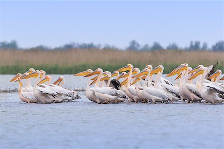 pelícano blanco - white pelicans (pelecanus onocrotalus). Danube Delta, Romania Foto de stock - Super Valor sin royalties y Suscripción, Código: 400-09151292