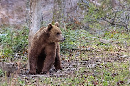 porojnicu (artist) - wild bear in the Fagaras Mountains, Romania Stock Photo - Budget Royalty-Free & Subscription, Code: 400-09151329