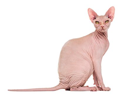 simsearch:400-06066465,k - Sphynx, 4 years old, against white background Photographie de stock - Aubaine LD & Abonnement, Code: 400-09151435