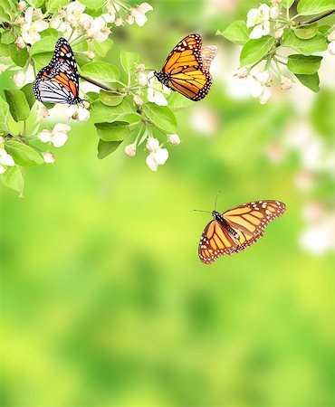 Flowers of apple and monarch butterflies (Danaus plexippus, Nymphalidae). On green background. Copy space for your text Stock Photo - Budget Royalty-Free & Subscription, Code: 400-09151517