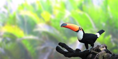 simsearch:400-04524943,k - Horizontal banner with beautiful colorful toucan bird (Ramphastidae) on a branch in a rainforest. On blurred background of green color Photographie de stock - Aubaine LD & Abonnement, Code: 400-09151563