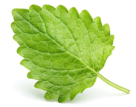 Green lemon balm leaf (Melissa officinalis), balm, common balm, or balm mint leaf isolated on white background Stock Photo - Budget Royalty-Free & Subscription, Code: 400-09151603