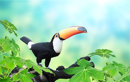 simsearch:400-04524943,k - Horizontal banner with beautiful colorful toucan bird (Ramphastidae) on a branch On sunny background of green and blue color. Mock up template. Copy space for text Photographie de stock - Aubaine LD & Abonnement, Code: 400-09151621
