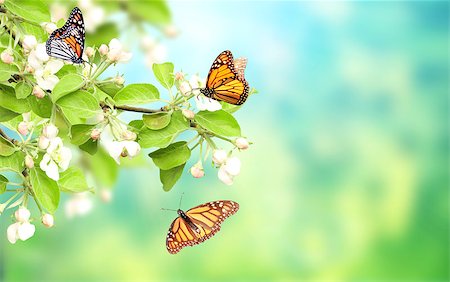 Flowers of apple-tree and monarch butterflies (Danaus plexippus, Nymphalidae). Horizontal spring banner. Mock up template. Copy space for text Photographie de stock - Aubaine LD & Abonnement, Code: 400-09151667