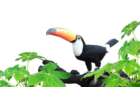 simsearch:400-04524943,k - Horizontal banner with beautiful colorful toucan bird (Ramphastidae) on a branch Isolated on white background. Mock up template. Copy space for text Photographie de stock - Aubaine LD & Abonnement, Code: 400-09151668