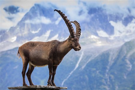 Ibex, Range of Mont Blanc. French Alps Foto de stock - Super Valor sin royalties y Suscripción, Código: 400-09151816