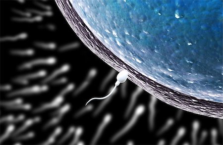 Spermatozoon, floating to ovule. The moment of fertilization of an egg with a sperm. On black background. 3d render Stock Photo - Budget Royalty-Free & Subscription, Code: 400-09151844