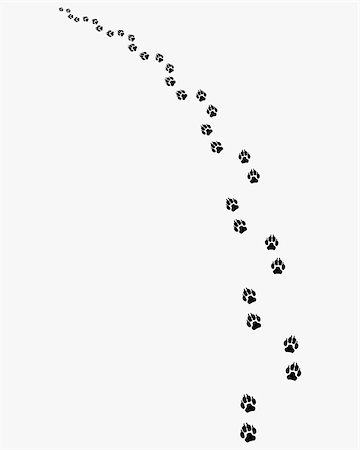 simsearch:400-08107152,k - Black footprints of dogs on a gray background, turn left Foto de stock - Royalty-Free Super Valor e Assinatura, Número: 400-09151949