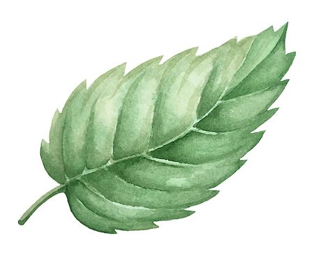 The isolated watercolor green plant leaf deocration on white background Photographie de stock - Aubaine LD & Abonnement, Code: 400-09152166
