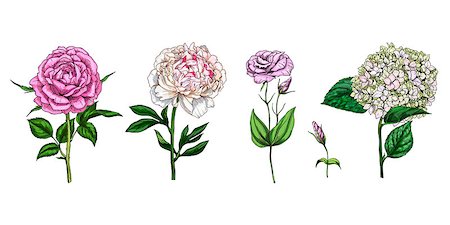 peony art - Set of colorful blooming flowers and leaves isolated on white background. Rose, peony, phlox and eustoma. Botanical vector. Floral elements for your design Stock Photo - Budget Royalty-Free & Subscription, Code: 400-09152439