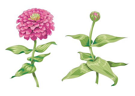 simsearch:400-09170984,k - Beautiful pink zinnia flowers isolated on white background. One unblown bud on a stem with green leaves. Botanical vector Illustration Stockbilder - Microstock & Abonnement, Bildnummer: 400-09152440