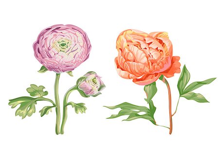 peony art - Beautiful gentle pink peony flowers isolated on white background. A large buds on a stem with green leaves. Botanical vector Illustration Stock Photo - Budget Royalty-Free & Subscription, Code: 400-09152442
