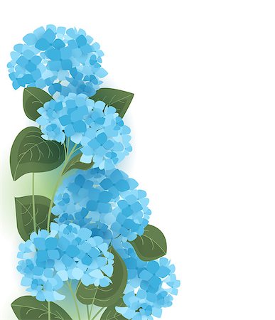 Vector illustration of hydrangea flower Background with blue flowers Stock Photo - Budget Royalty-Free & Subscription, Code: 400-09153127