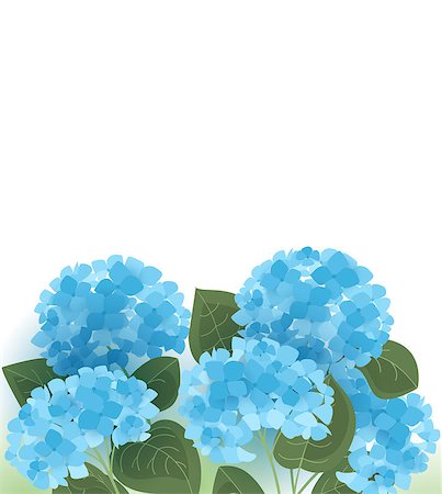 Vector illustration of hydrangea flower Background with blue flowers Stock Photo - Budget Royalty-Free & Subscription, Code: 400-09153129