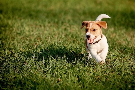 simsearch:400-06570159,k - Happy puppy in the grass discovers the world. It is running on the lawn. waiving hapily with his tail and showing the toung. Photographie de stock - Aubaine LD & Abonnement, Code: 400-09170362